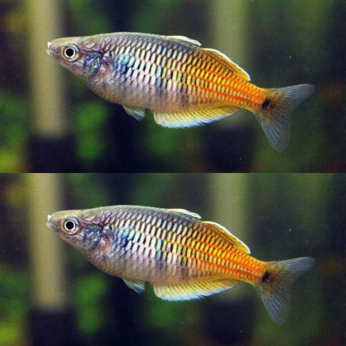Bosmani rainbow fish available!