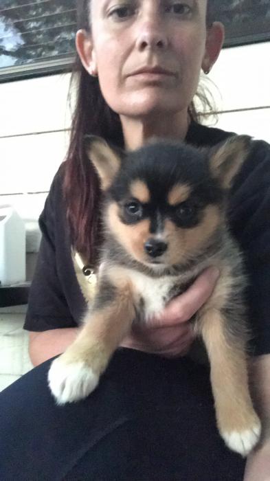 Pomsky puppies available now