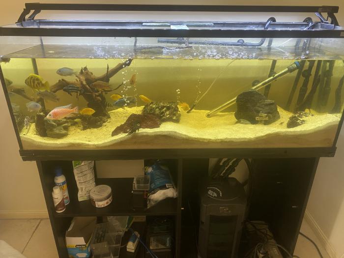 Fish tank setup 