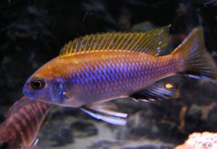 Large lawsii cichlids available!