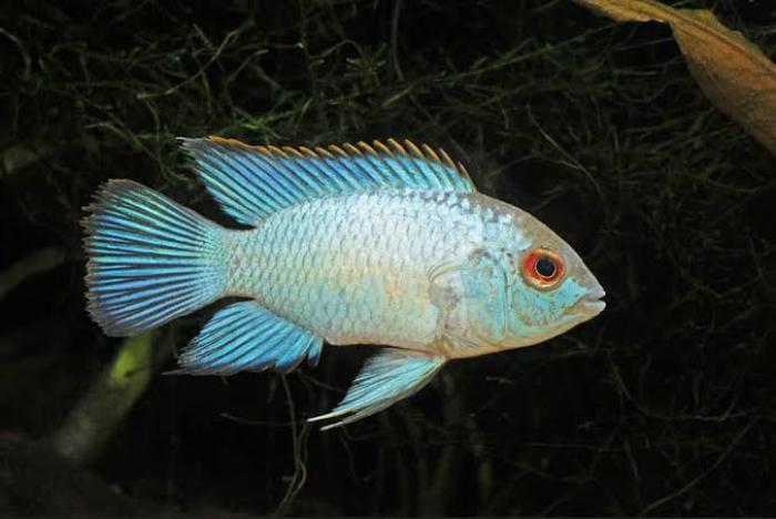Electric blue acaras available!