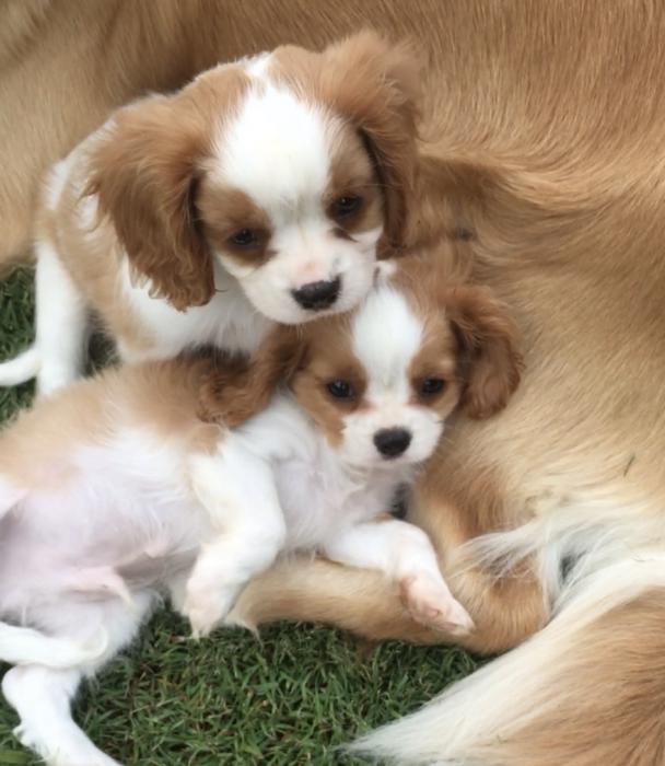 King Charles Cavalier Male Puppies $ 3500 each