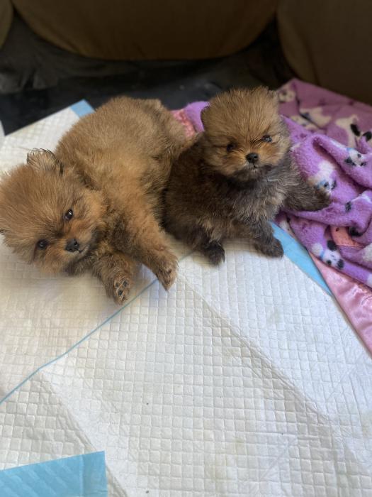 STUNNING Purebred TOY Pomeranian Puppies DEPOSITS NOW