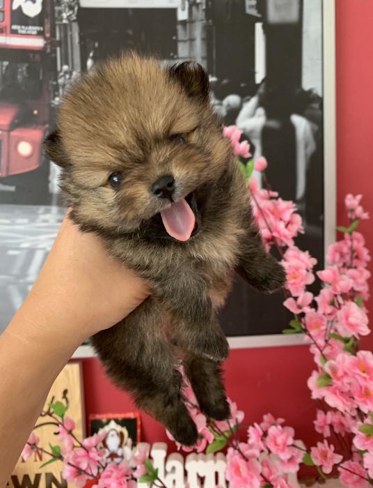 STUNNING Purebred TOY Pomeranian Puppies DEPOSITS NOW