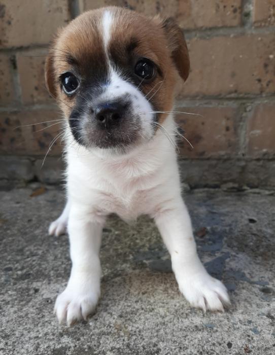Chihuahua pups $1690