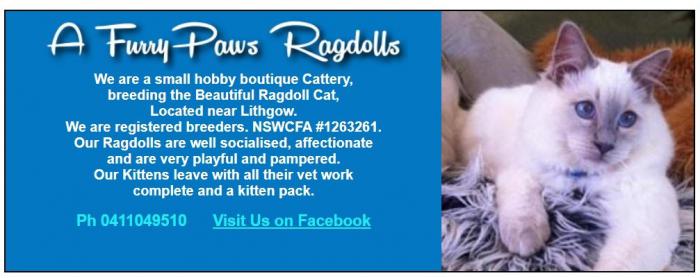 Registered Breeder 126326 Ragdoll kittens available now