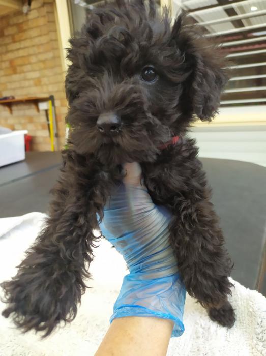 Female Schnoodle Ready for her forever family