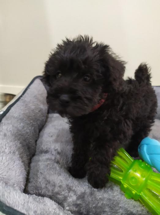 Female Schnoodle Ready for her forever family