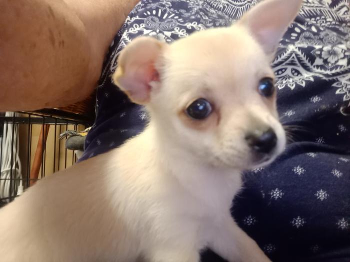 Beautiful Furbabies, Chihuahua & Maltese pups 