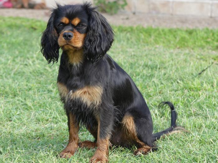 Cavalier King Charles Female 14 months DNA tested DESEXED