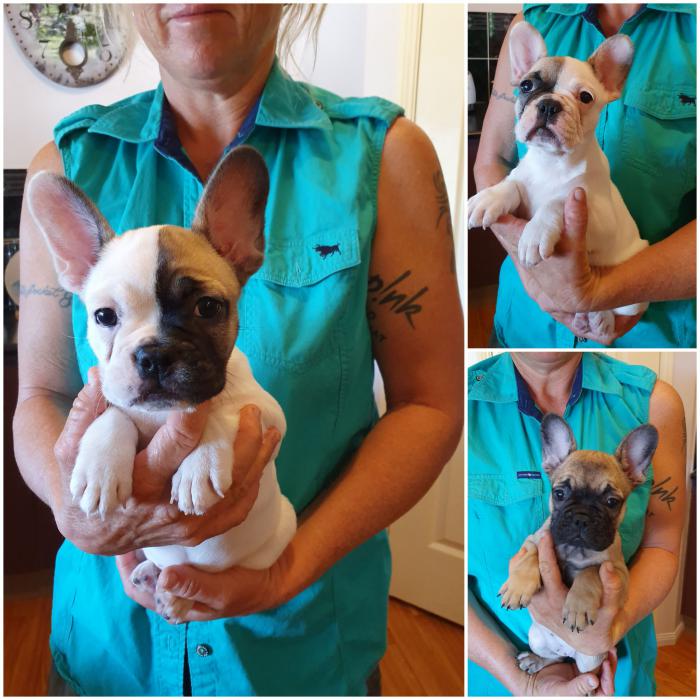 French Bulldog Puppies from $4500