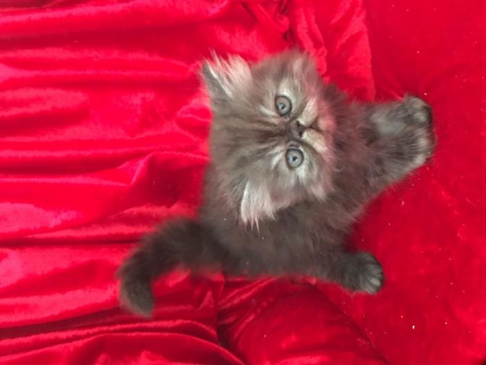 PERSIAN AND EXOTIC KITTENS FOR SALE