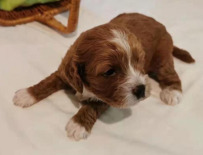 First generation Female Toy Cavoodle pupp