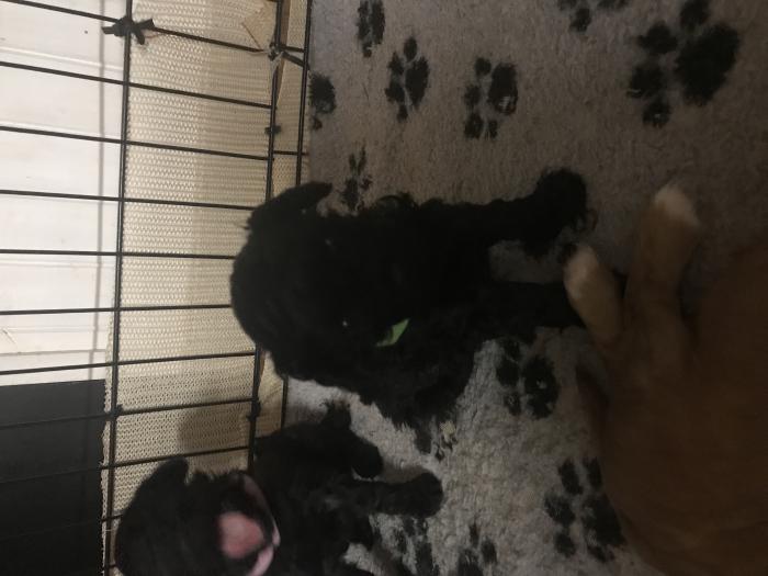Mini x toy poodle puppies 