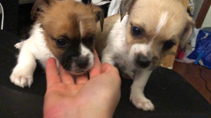 Adorable Chihuahua x JR Puppies ONLY $2800