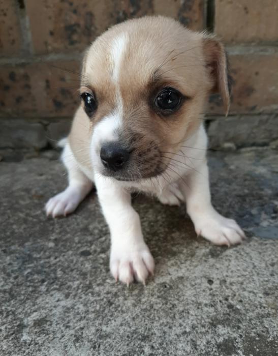 Adorable Chihuahua x JR Puppies ONLY $2800