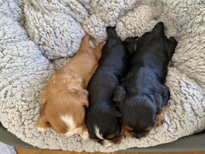 Cavalier King Charles puppies 
