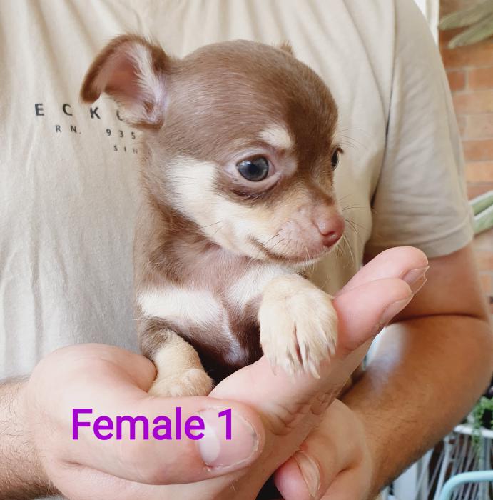Chihuahua pups (Purebred)