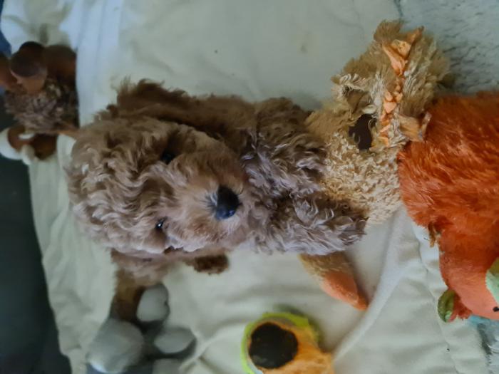 TOY POODLE APRICOT MALE