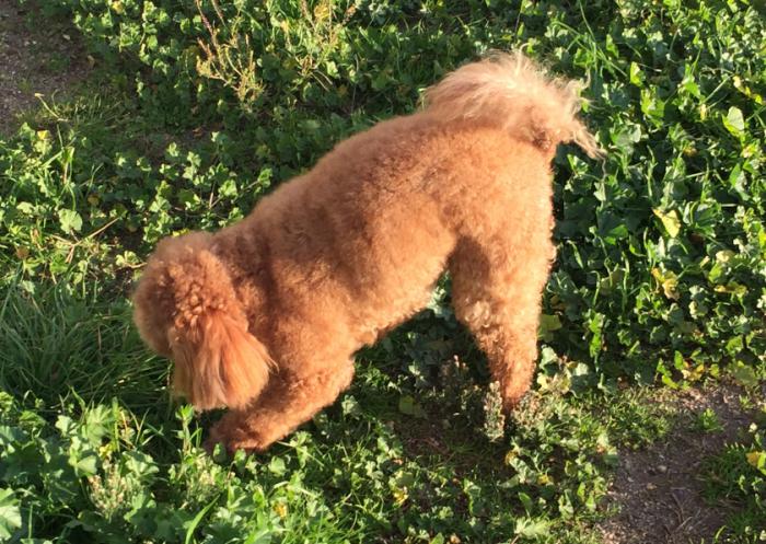Adult Female Toy Poodle expressions of interest