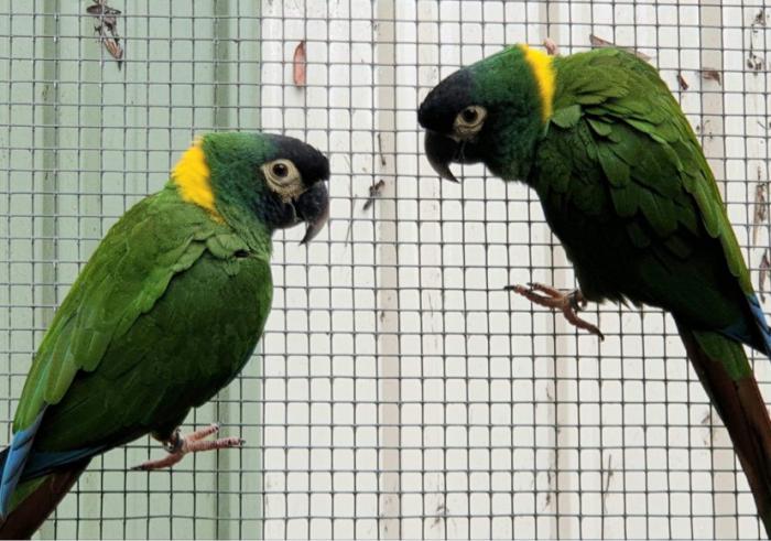 Bonded pair of Yellow Collared Macaws