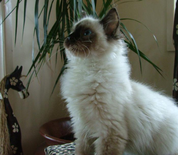 Ragdoll Kittens ped.reg, M& F from $950 to $1200 can freight