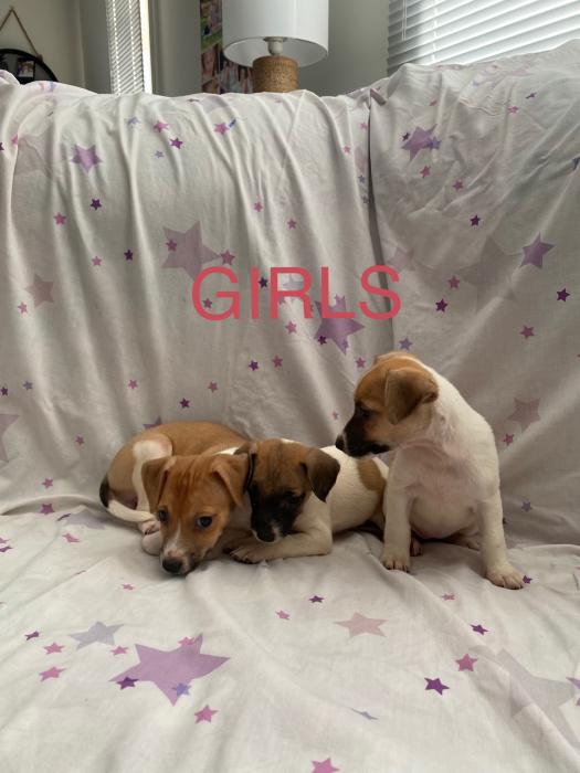 JACK RUSSELL x FOXY PUPS