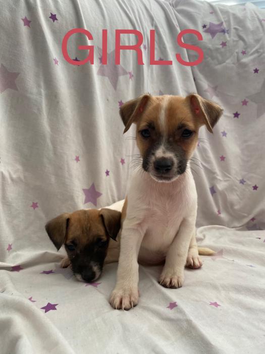 JACK RUSSELL x FOXY PUPS