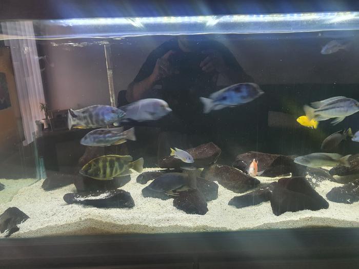African cichlids and haps
