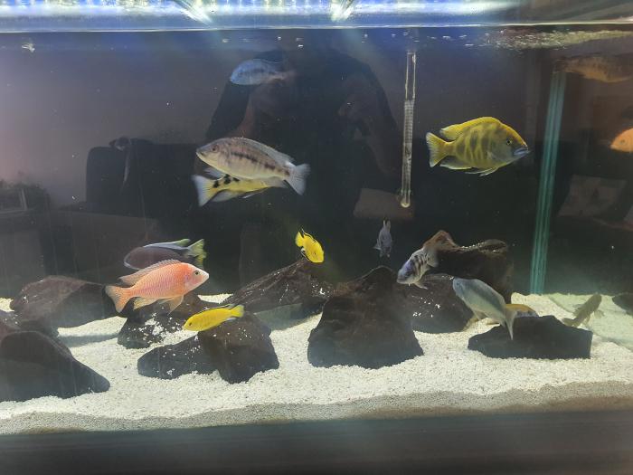 African cichlids and haps