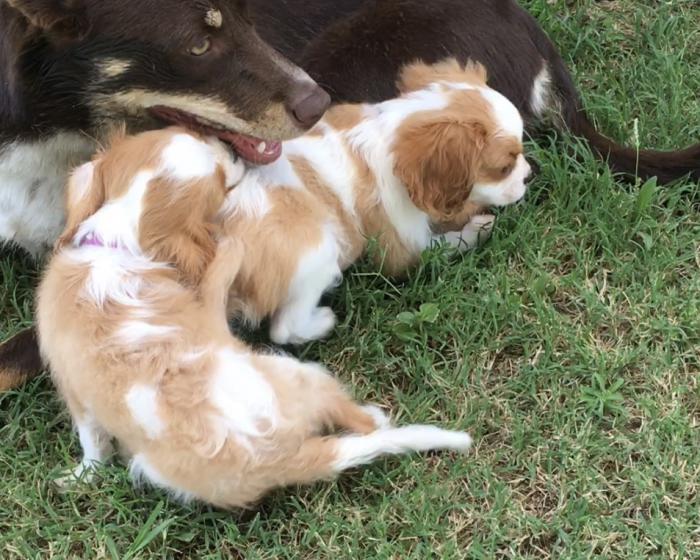 Cavalier King Charles Male Puppies $ 3500
