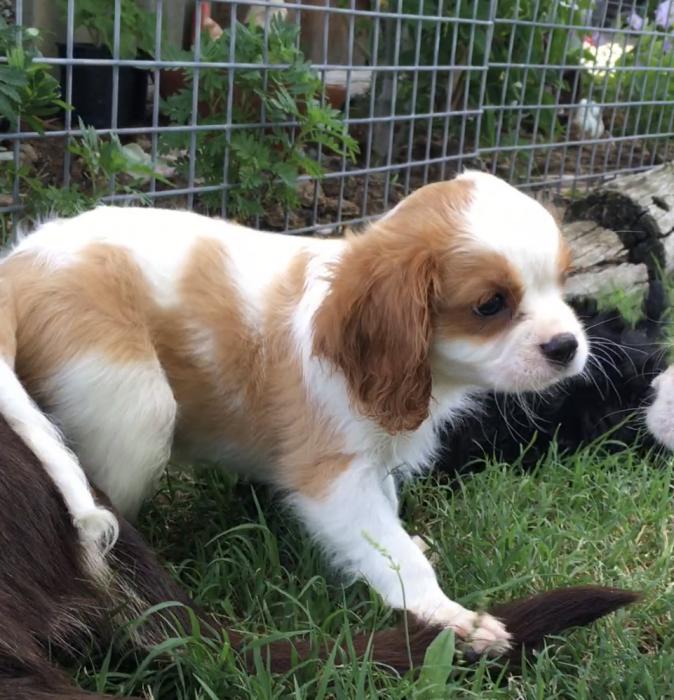 Cavalier King Charles Male Puppies $ 3500