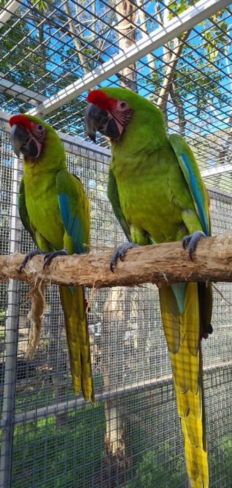 Buffons Macaws
