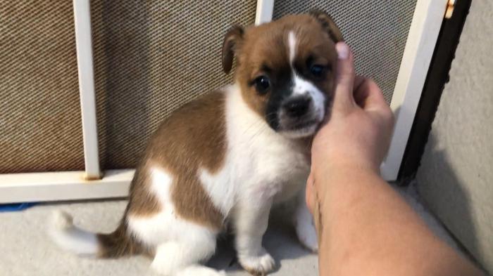 Chihuahua x Jack Russell Puppies ONLY $2500