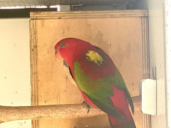 Wanted Chattering Hen / Blue Breasted Black Capped Lory Hen