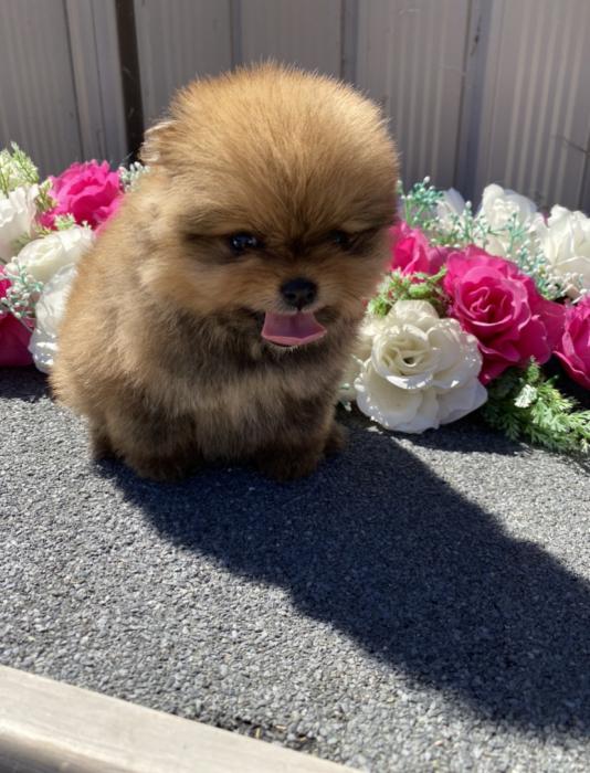 Purebred TOY Pomeranian Puppies & 1 RARE CHOC Carrier Girl
