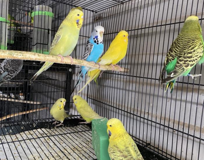 English show budgie youngs 2020 $30 females $20 green males