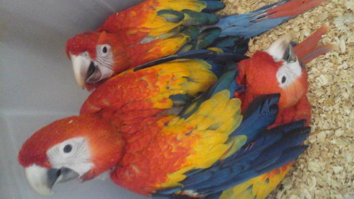 Scarlet Macaws handraising 