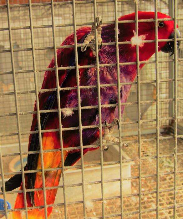Vosmaeri eclectus Hens All perfect feather