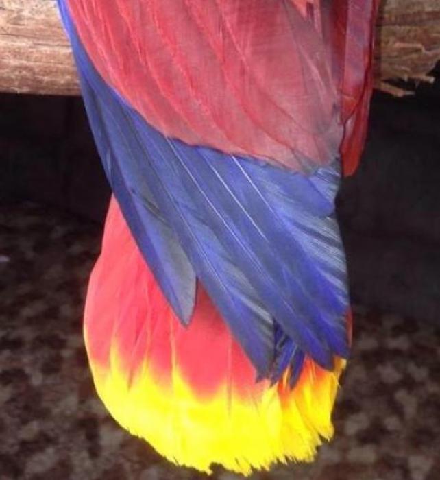 Vosmaeri eclectus Hens All perfect feather