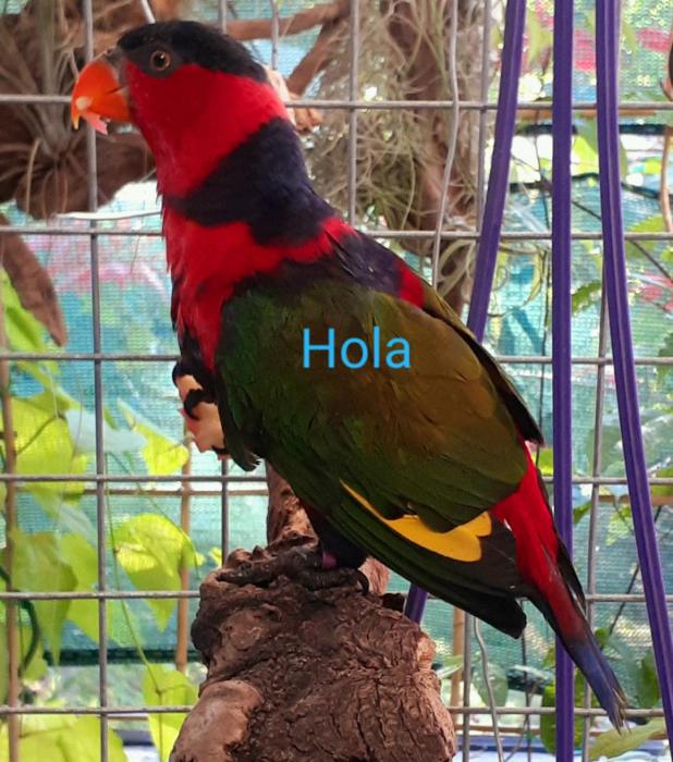 Ultra tame &friendly BLACK CAPPED LORY