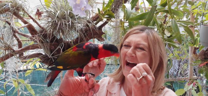 Ultra tame &friendly BLACK CAPPED LORY