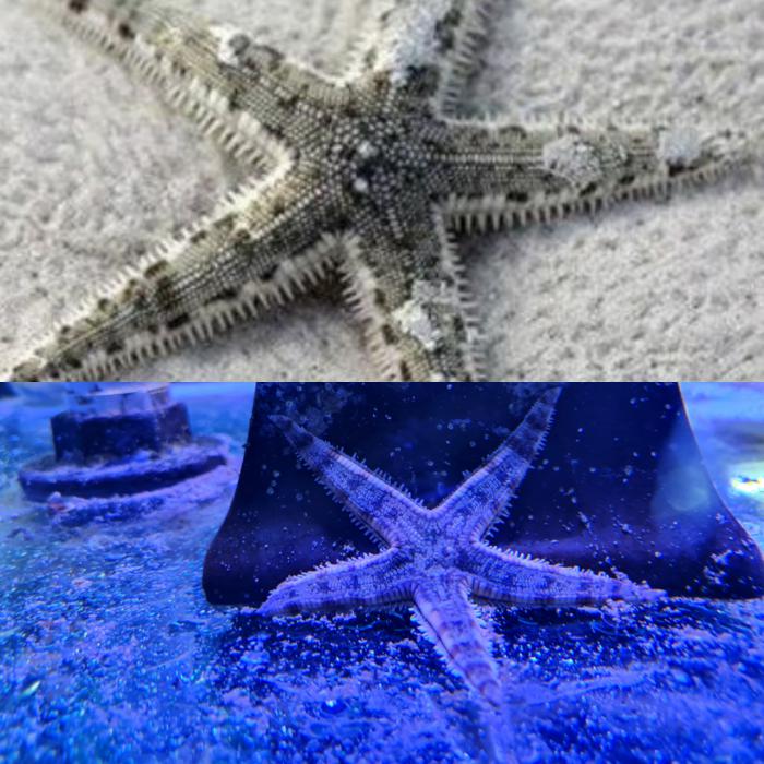 Sand sifting starfish available!