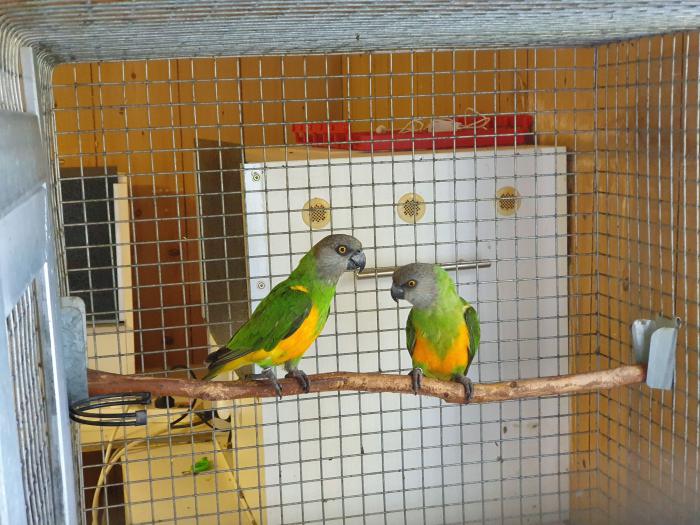Senegal Parrot 