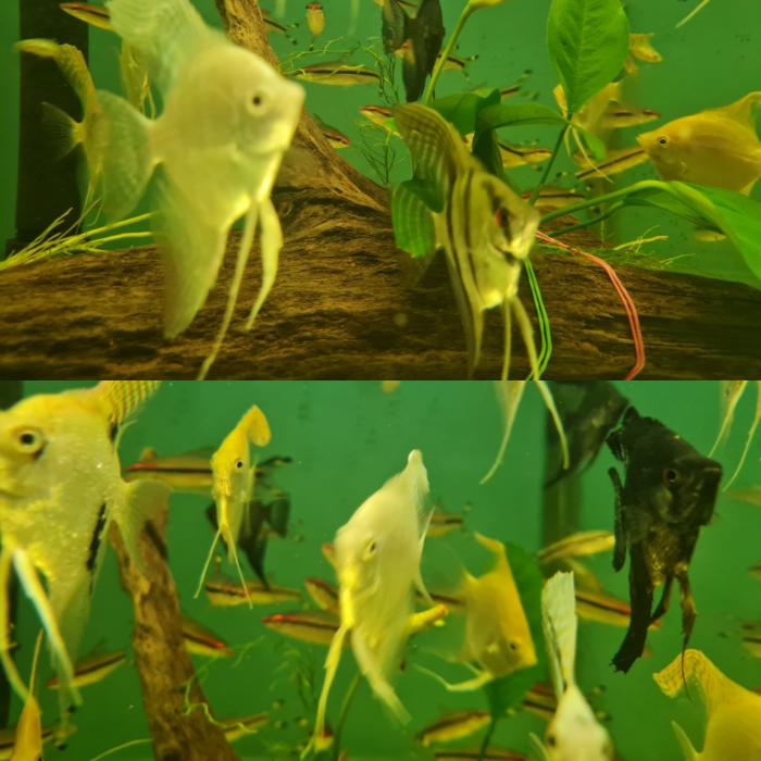 Large Assorted Angelfish available!