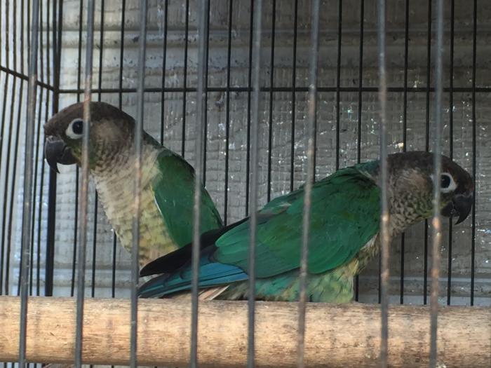 Aviary blue yellow sided green cheek conures