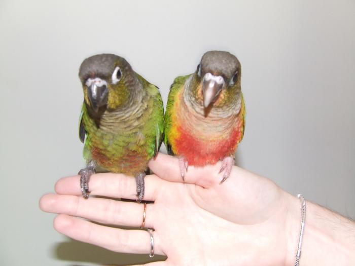 H/raised green cheeked conures for pets