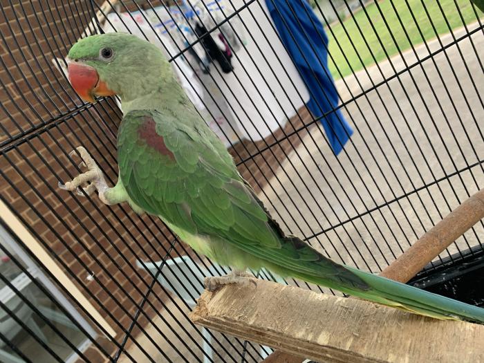 Two alexandrine for sale 