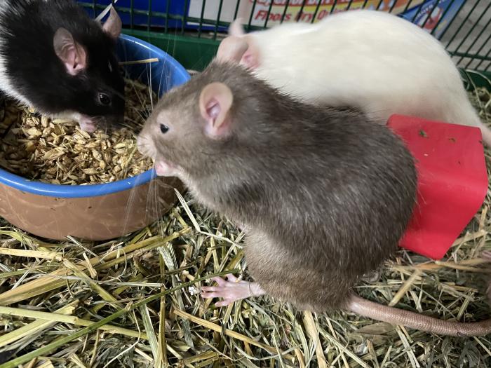 Four pet rats available (the price is negotiable)
