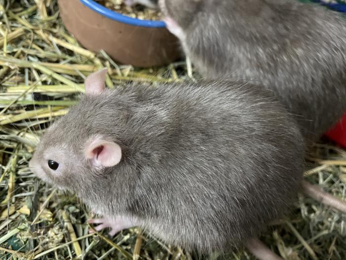 Four pet rats available (the price is negotiable)